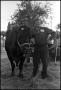 Photograph: [Jethro Holmes and His Ox]