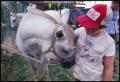 Primary view of [Boy Petting Mule]