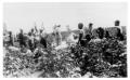 Photograph: [Picking Cotton in Anderson County]