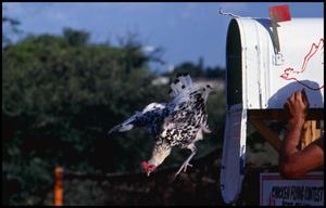 Primary view of object titled '[Black and White Chicken Flying Out of a Mailbox]'.
