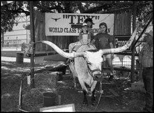 Primary view of object titled '[Longhorn with Horn Spread of Seven Feet Owned by Billy Bedford]'.