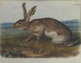 Image: "Texian Hare"