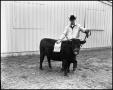 Photograph: Kempel Show heifer