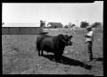 Photograph: [Ranch Hand with Bull]