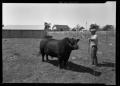 Photograph: [Bull and Ranch Hand]