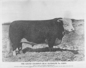 Primary view of object titled '[Grand Champion Beau Randolph]'.