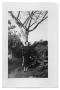 Primary view of [Photography of Woman Under Tree]
