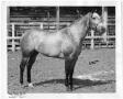 Thumbnail image of item number 1 in: '[Quarter Horse named Paulesa]'.