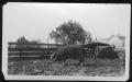 Primary view of [Large hog on Harberson Farm (Bolivar area)]