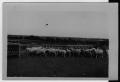 Photograph: [Sheep eating out of a trough]