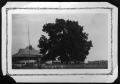 Thumbnail image of item number 1 in: '[Huge Walnut Tree, Mt. Vernon, Franklin County, TX]'.