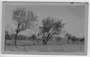 Primary view of object titled '[Peach tree in 60 year old orchard, Titus county. Lee Rhea and County Agent]'.