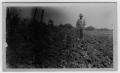 Primary view of [William Barfknecht in potato field]