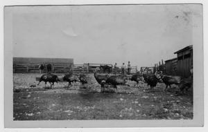 Primary view of object titled '[Ben Peterson Farm]'.