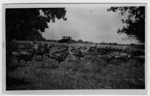 Primary view of object titled '[S. A. Gibson Farm]'.