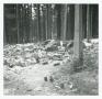 Photograph: [Rubble in a Forest]