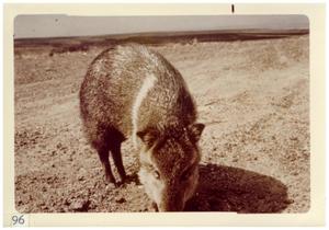 Primary view of object titled '[Javelina at Big Bend National Park]'.