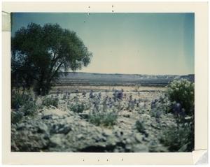 Primary view of object titled '[Bluebonnets along Casa Piedra road]'.