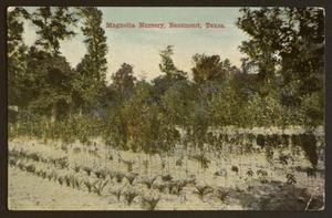 Primary view of object titled '[Magnolia Nursery]'.