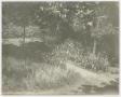 Thumbnail image of item number 1 in: '[Photograph of Sharpe Family Garden]'.