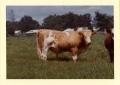Primary view of Simmental Cattle