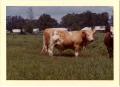 Thumbnail image of item number 1 in: 'Simmental Cattle'.