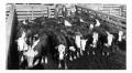 Photograph: Three Men in a Cattle Pen at the Stockyards