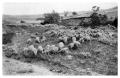 Photograph: Sheep on the Range