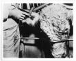 Photograph: Beef Cow Stimplant Injection