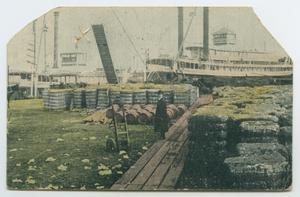 Primary view of object titled '[Postcard of Cotton Wharf in New Orleans, Louisiana]'.