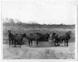 Photograph: Horses Around a Trough