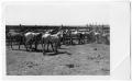 Photograph: Corral Full of Small Horses
