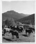Photograph: [Photograph of Saddle Horses Near Trapper's Lake]