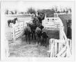 Primary view of Herding Horses in a Trailer