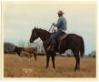 Photograph: Cowboy and Cattle