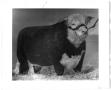 Photograph: King Husker, Grand Champion Hereford Bull