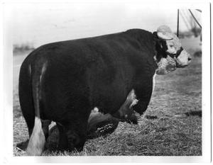 Primary view of object titled 'H Prince Domino, Champion Bull'.