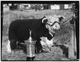 Photograph: T Royal Rupert 60th, Champion Hereford Bull