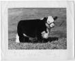 Photograph: Coraline 28th, Champion Female Heifer