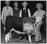 Thumbnail image of item number 1 in: 'Grand Champion Beef Calf of 1944 Houston Stock Show'.