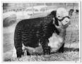 Photograph: BF Gold Dandy, Champ Polled Hereford, 1959
