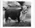 Photograph: Belle Brummel Ret., Champion Polled Hereford Heifer