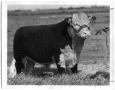 Photograph: Pipperoo Domino, Hereford Bull