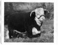 Photograph: T. Royal Rupert 101st, a Herd Bull