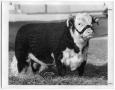 Thumbnail image of item number 1 in: 'Champion Hereford Bull'.