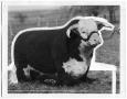 Photograph: Don Prince Domino 74th, Hereford Bull