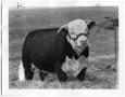 Photograph: LHR Baca Royal 15th, Hereford Bull