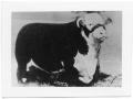 Photograph: Real's Lod Jr. 94th, Hereford Bull