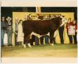 Photograph: Champion Bull at National Western Stock Show, 1987