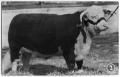Photograph: A Hereford Bull